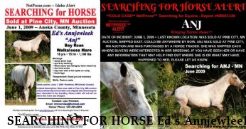 SEARCHING FOR HORSE Ed`s Annjewleek, Near Nowthen, MN, 00000
